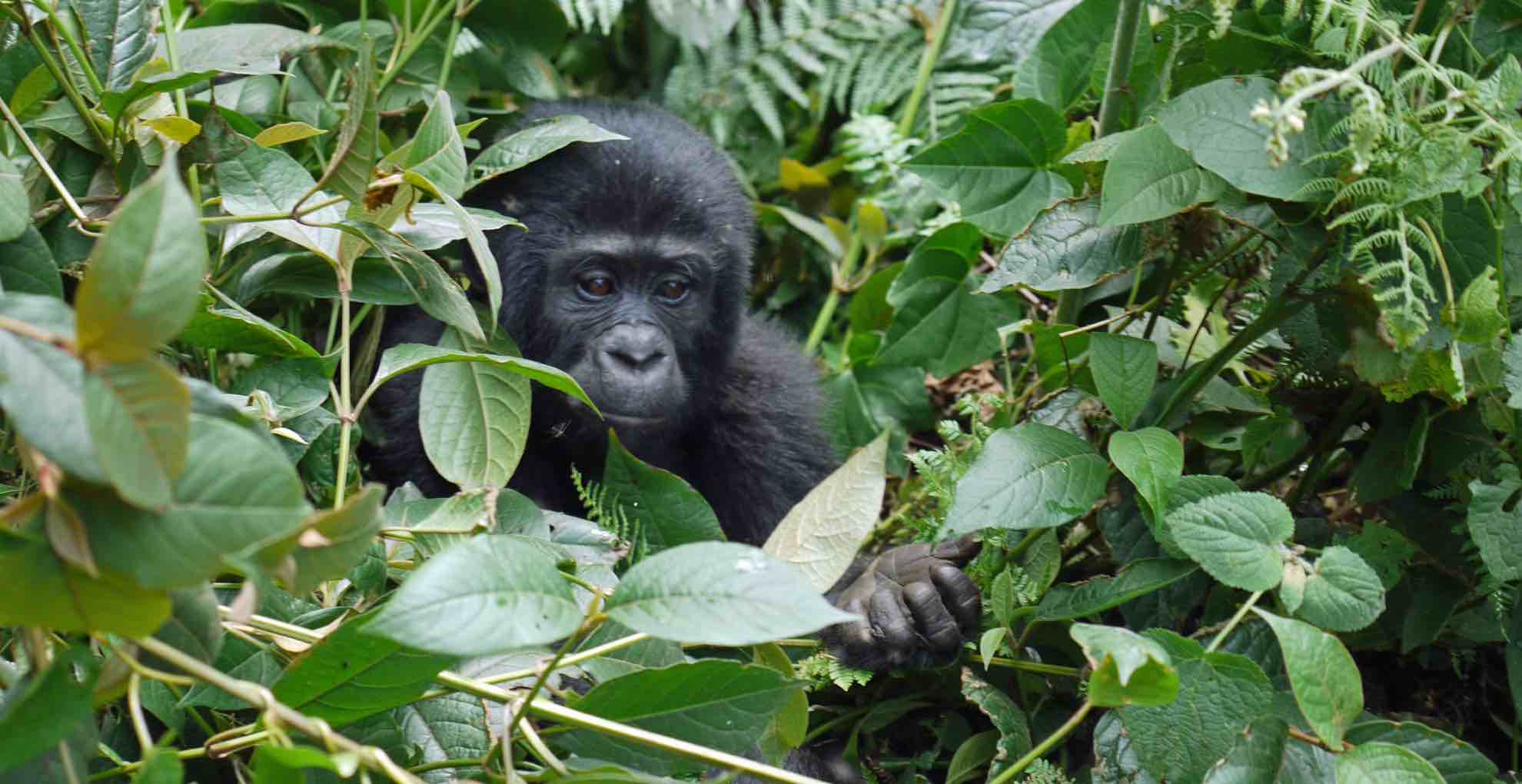 African Bishops We Have No Such Right To Destroy Biodiversity