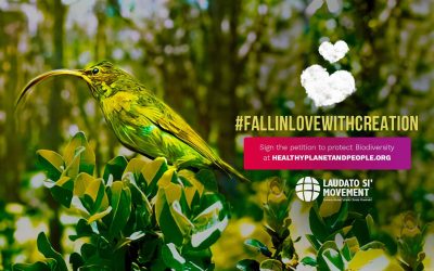 En vísperas de la crucial cumbre de la ONU, el Movimiento Laudato Si’ insta a los católicos a #DarleUnaVozALaTierra firmando la petición Planeta Sano, Gente Sana