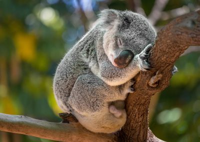 I koala in Australia sono stati dichiarati specie in via di estinzione