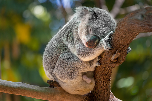 Los koalas son declarados especies en peligro de extinción en Australia