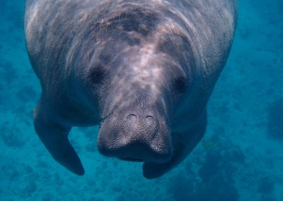 We need manatees. Take action by signing the Healthy Planet, Healthy People petition