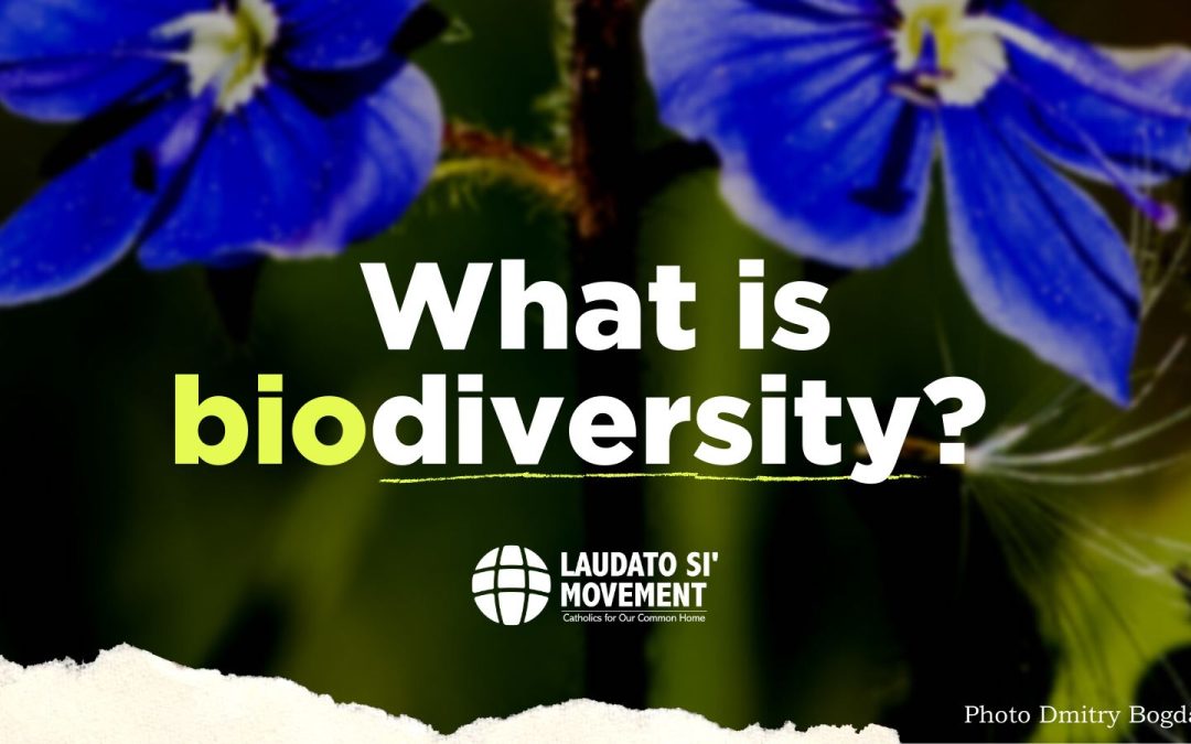 Cos’è la biodiversità?
