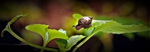 tiny snail on a leaf b.jpg